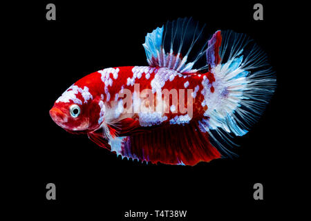 Betta fish Koi fish Red White in the aquarium black blackground Stock Photo