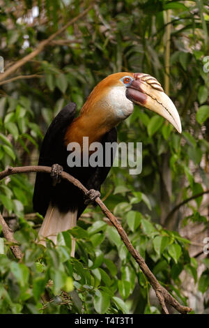 Hornbill Bird, Port Moresby, Papua New Guinea Stock Photo - Alamy