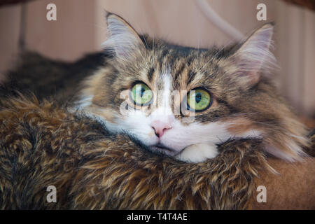 Beautiful white and brown cat in a cradle looking up Stock Photo