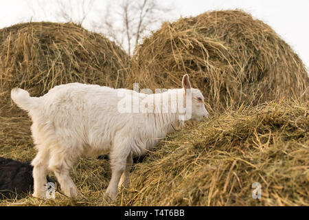 little goats stand on top of a haystack Stock Photo