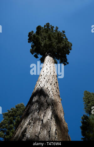 Giant Sequoia, Mariposa Grove, Yosemite, California, America. Stock Photo