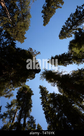 Giant Sequoia, Mariposa Grove, Yosemite, California, America. Stock Photo