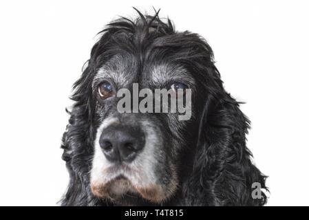 Head shot of a Cocker Spaniel (English Cocker Spaniel) Stock Photo
