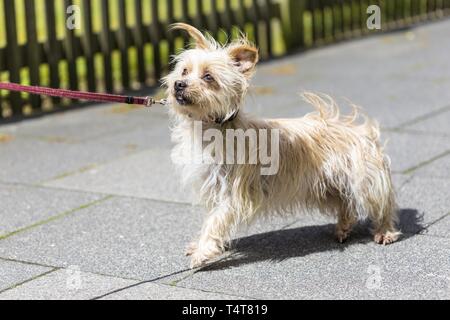 Dog pulls on the leash, mongrel Stock Photo