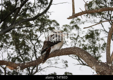 Laughing kookaburra sitting on a tree near Adelaide, South Australia Stock Photo