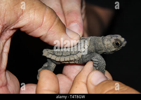 Loggerhead sea turtle (Caretta caretta) hatchling at Mon Repos Beach, Australia held in the hand and touched by other hand Stock Photo