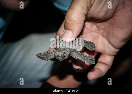 Loggerhead sea turtle (Caretta caretta) hatchling at Mon Repos Beach, Australia close-up, held in a humans hand Stock Photo