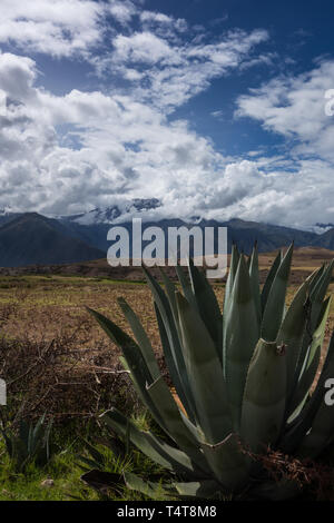 Aloe vera plant in the mountain range near Cusco, Peru, blue sky with lots of white clouds, sunny day Stock Photo