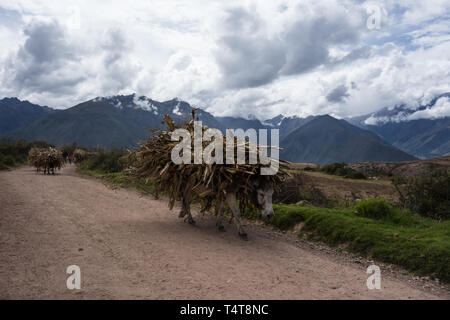 Donkey convoy, heavily laden with straw, through the mountains of Peru near Cusco Stock Photo