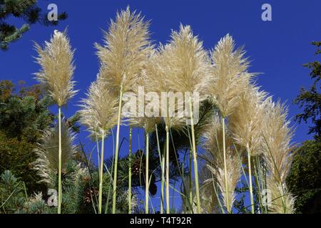 American pampas grass (Cortaderia selloana), city garden of Bremen Vegesack, Germany, Europe Stock Photo