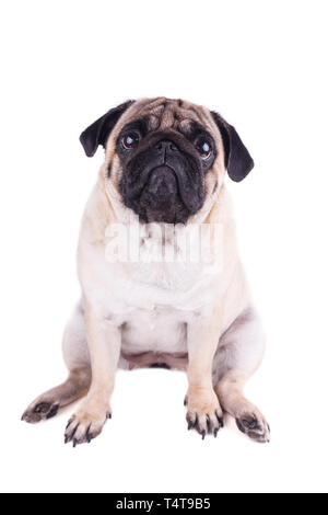 pug dog big size
