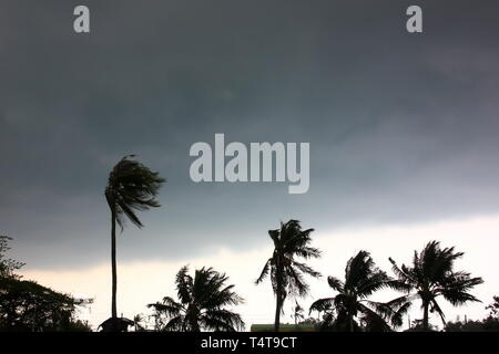 gray sky before big storm,storm in coconut tree Stock Photo