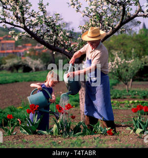 Grandfather and his little daughter watering tulips in a garden Stock Photo