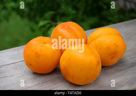 Summer fruits apricot on wooden table green grass background healthy food stone fruit tasty juicy in Otago New Zealand Stock Photo