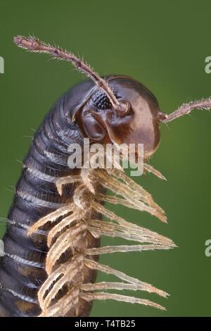 Close-up of a Myriapoda (Tachypodoiulus niger) Stock Photo