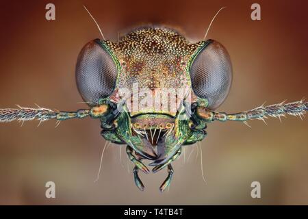 Ground beetle (Elaphrus riparius) Stock Photo