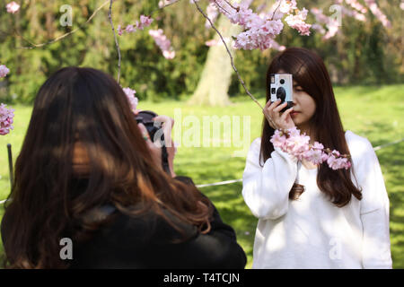 Two unidentified asian looking girls shooting photos of themselves under a blooming japanese cherry blossom tree. Copenhagen, Denmark - April 5, 2019. Stock Photo