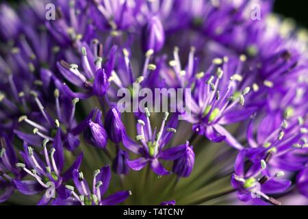 Allium aflatunense (Purple Senation) Stock Photo