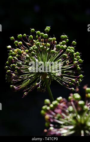 Allium aflatunense (Purple Senation), infructescence Stock Photo