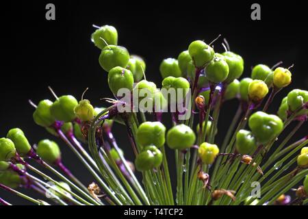 Allium aflatunense (Purple Senation), infructescence, macro shot Stock Photo