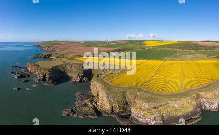 Aerial view of a cliff top field of daffodils by Kinneff Old Church, Aberdeenshire, Scotland. Stock Photo