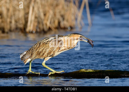 Great bittern, a wading bird walking away with fish in its beak Stock Photo