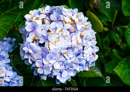 hydrangea flower bright purple in garden on winter Stock Photo