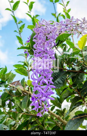 Sandpaper Vine , Purple Wreath, Queen's Wreath purple violet bunch flower hang down Stock Photo