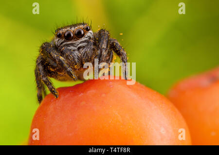 Jumping spider sticked with yellow pollen sitting on the orange ashberry Stock Photo