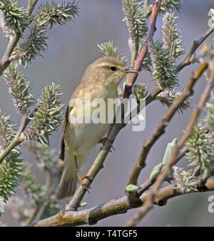 Willow, Warbler, Phylloscopus, trochilus Stock Photo