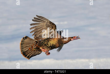 Eastern Wild Turkey Meleagris gallopavo in flight over the snow in Dunrobin, Canada Stock Photo