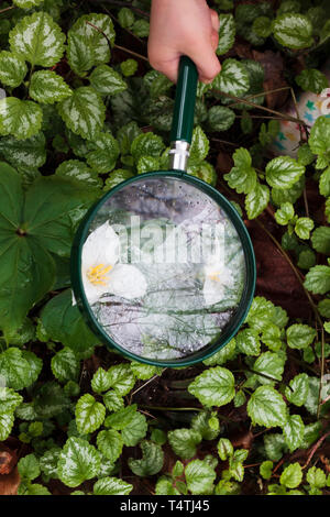 Child's hand holds magnifying glass to inspect Trillium in a forest. Stock Photo