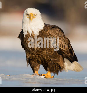 An adult bald eagle protects a fish on frozen Maine lake.