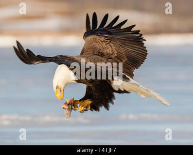 Adult bald eagle transfers fish from beak to talon while in flight.