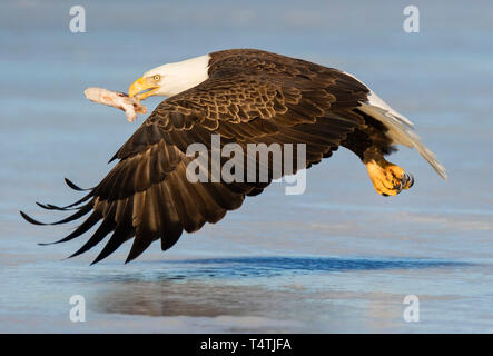 Adult bald eagle flies with fish in beak over frozen lake. Stock Photo