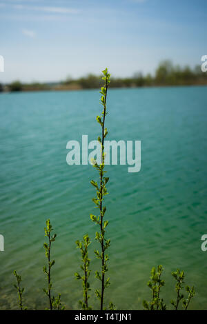 grass on the lake Stock Photo