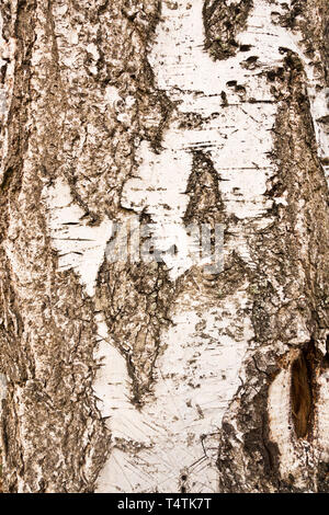 Birch tree bark Stock Photo