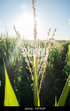 Inflorescences on the top of the corn plant, called the tassel ...