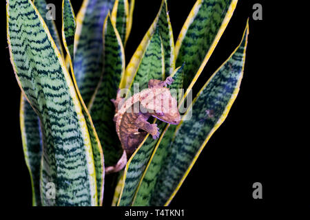 Crested gecko (Correlophus ciliatu) sitting on a plant - closeup with selective focus Stock Photo