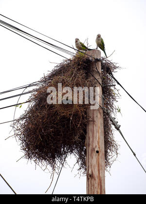Parrots stand on a nest built on an electric post in Villa de Merlo, San Luis Argentina. Stock Photo