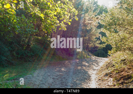 rays of the sun through the branches of trees, a sandy road in a pine forest Stock Photo