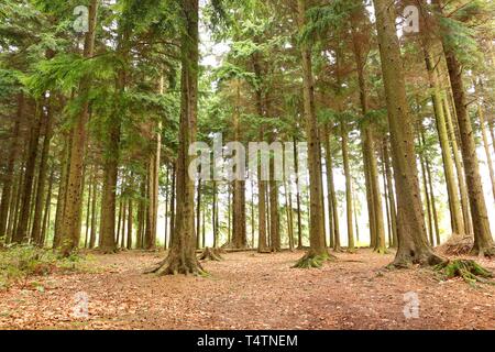 Pine Forest. A Forest of Pine Trees Stock Photo