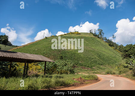 Organic corn garden on the slope hill of the countryside gardener which locate near the local road ,northern of Thailand. Stock Photo