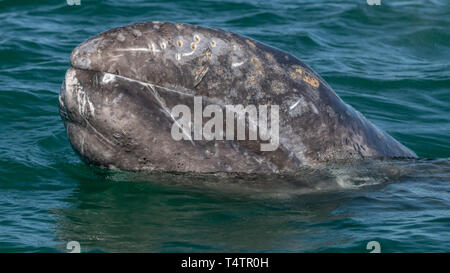 Gray whale (Eschrichtius robustus) surfacing in Baja California, Mexico. Stock Photo