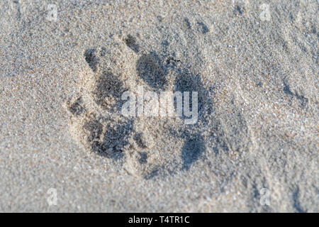 Coyote (canis latrans) tracks in sand on beach in Baja California, Mexico. Stock Photo