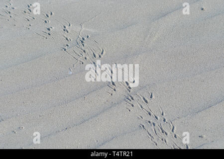 Crab tracks in sand on beach in Baja California, Mexico. Stock Photo