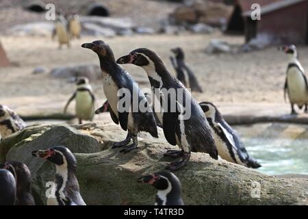 Easter treats at ZSL London Zoo 2019 Stock Photo