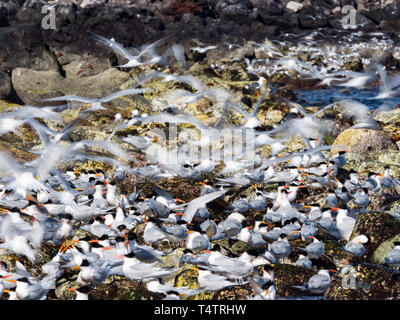 Elegant terns, Thalasseus elegans, massing at their nesting site at Isla Rasa, Sea of Cortez, Baja, Mexico Stock Photo