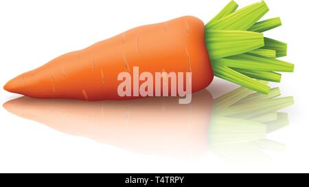 carrot on white Stock Vector