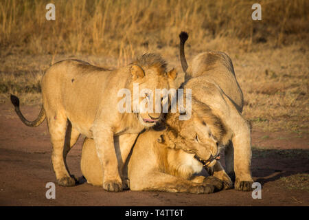 A pride of lions playfully cuddle on the savanna in Serengeti National Park in Tanzania Stock Photo